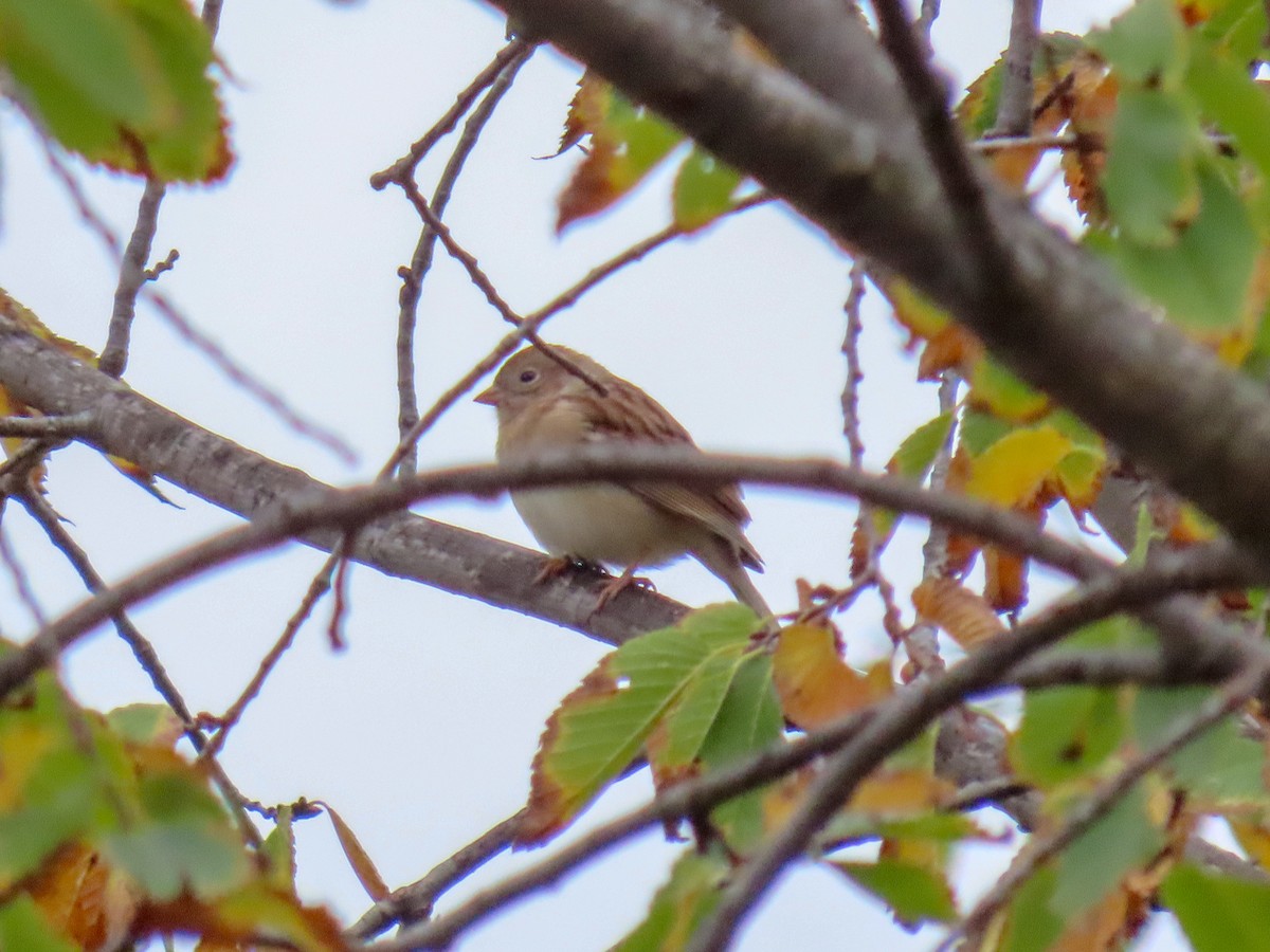 Field Sparrow - ML274793411