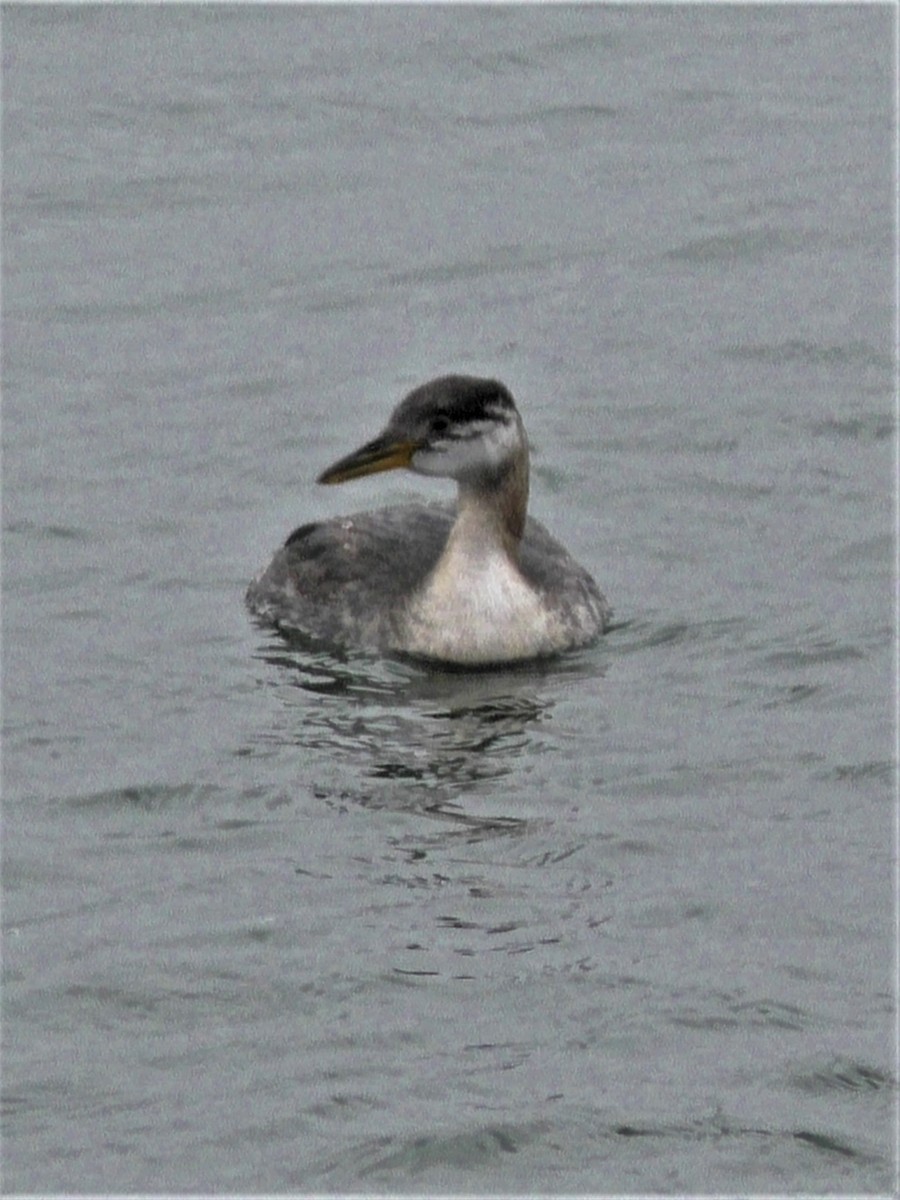 Red-necked Grebe - ML274794421