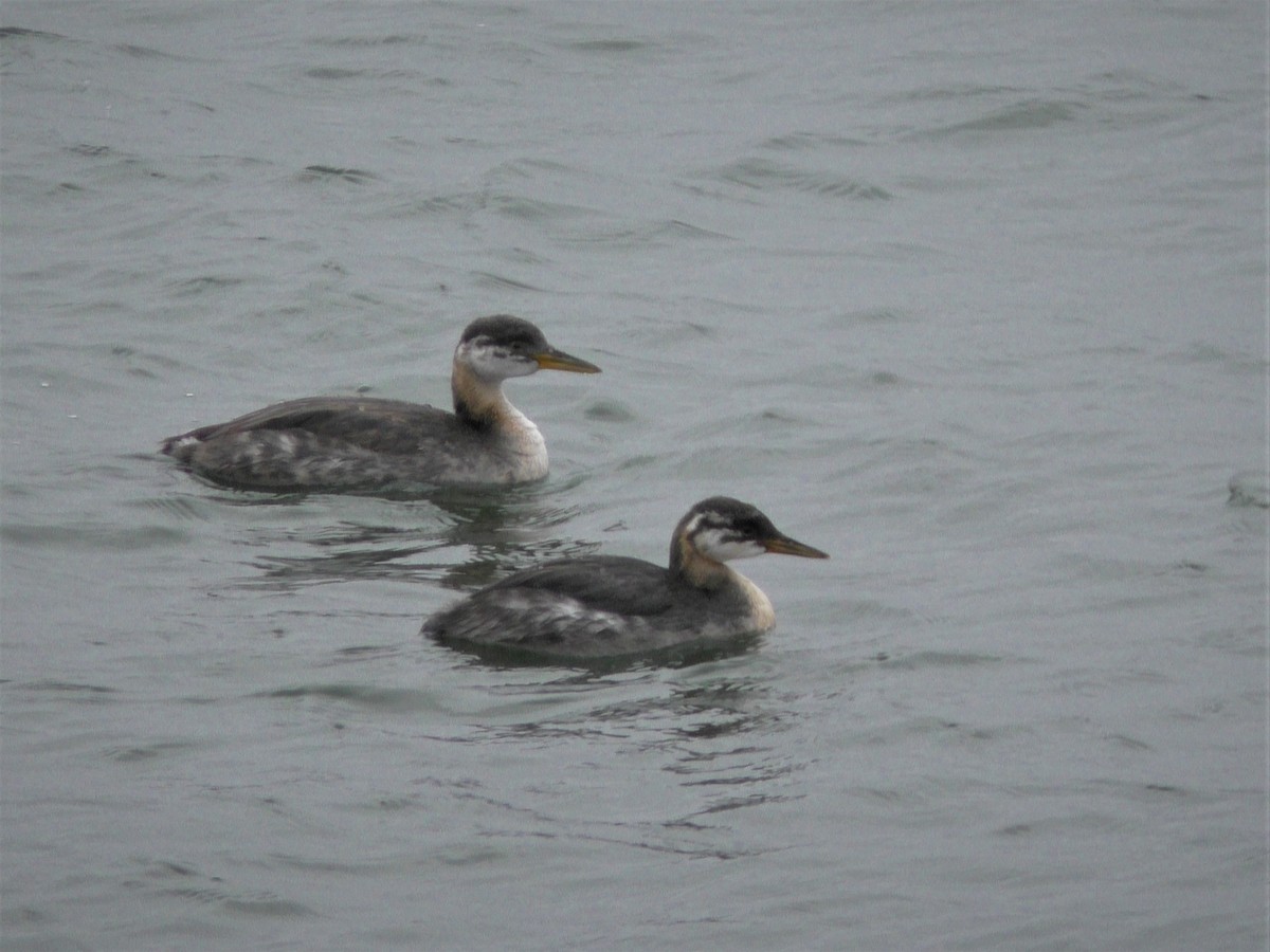 Red-necked Grebe - ML274794471