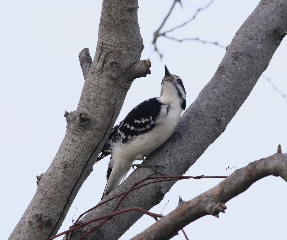 Hairy Woodpecker - Brent Bomkamp