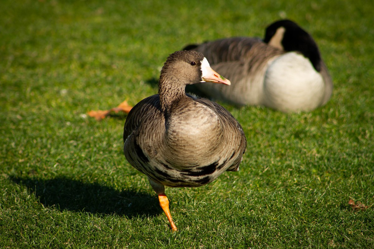 Greater White-fronted Goose - ML274795581