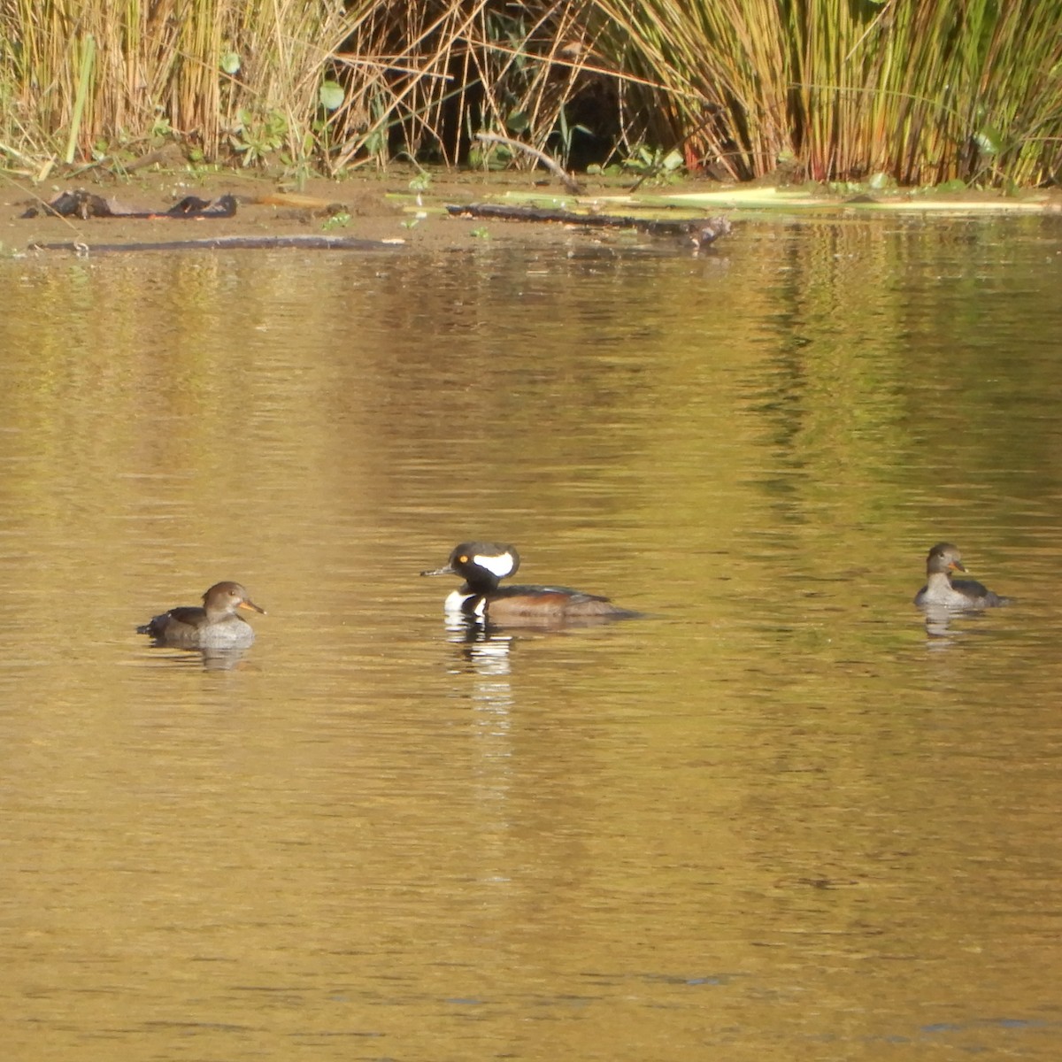 eBird Checklist - 26 Oct 2020 - American River Parkway--William B Pond ...