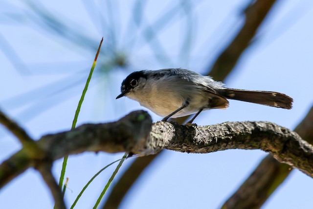 Black-tailed Gnatcatcher - eBird