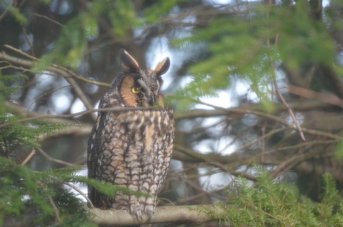 Long-eared Owl - ML274810351