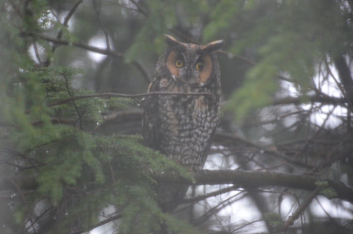 Long-eared Owl - ML274810361