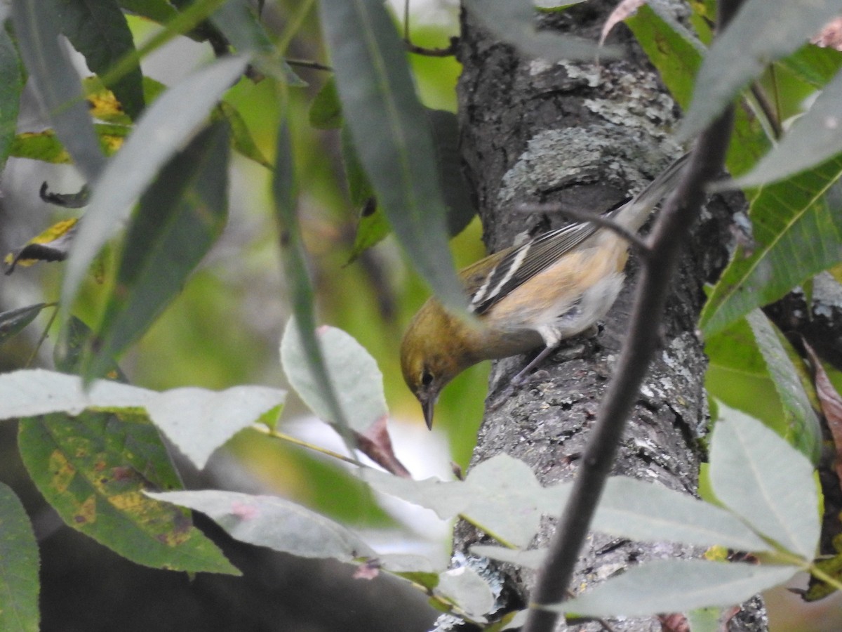 Bay-breasted Warbler - ML274814451