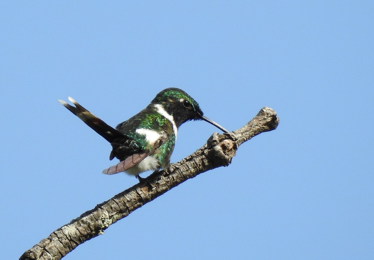 Sparkling-tailed Hummingbird - Gabriel Cordón