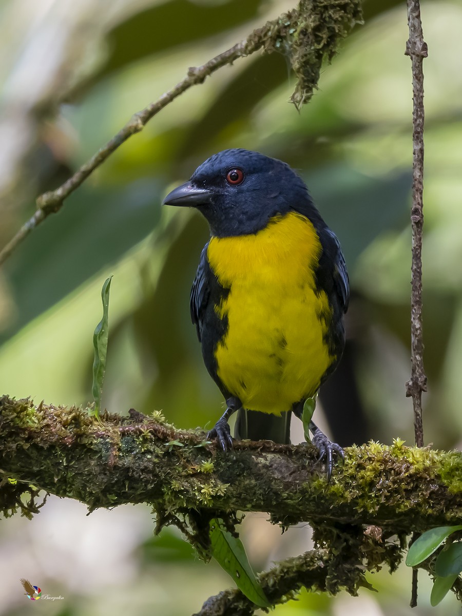 Blue-and-gold Tanager - ML274823111