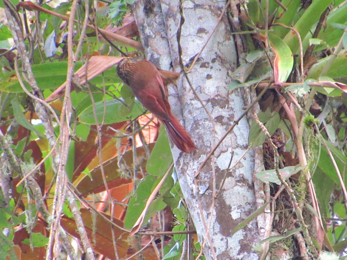 Strong-billed Woodcreeper - ML274827681