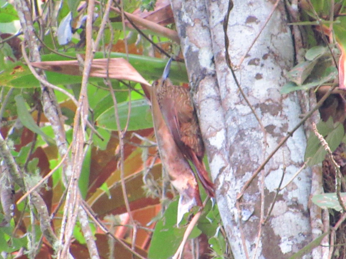 Strong-billed Woodcreeper - ML274827691