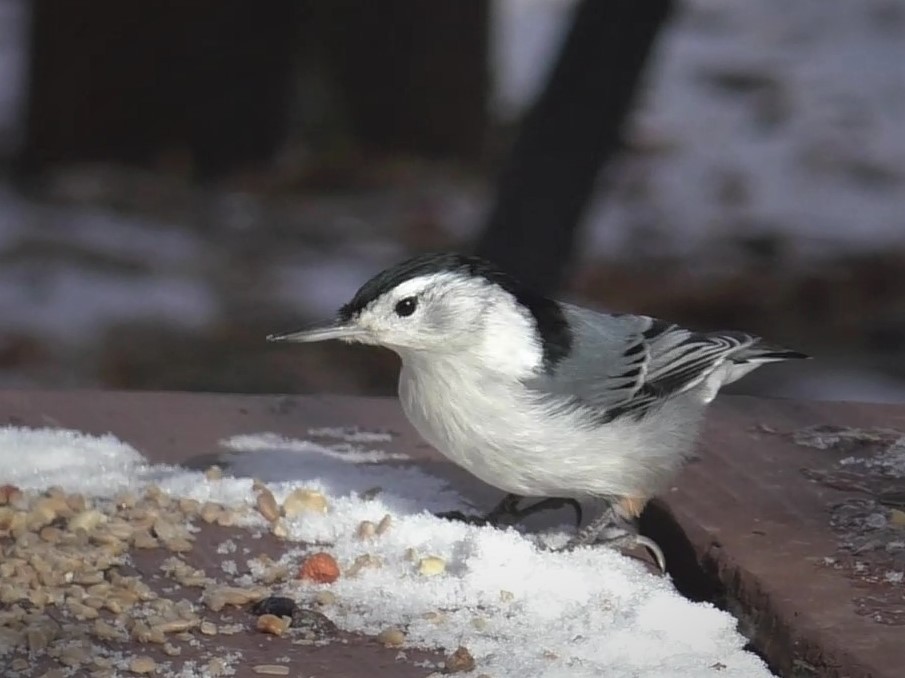 White-breasted Nuthatch - Stan Shadick