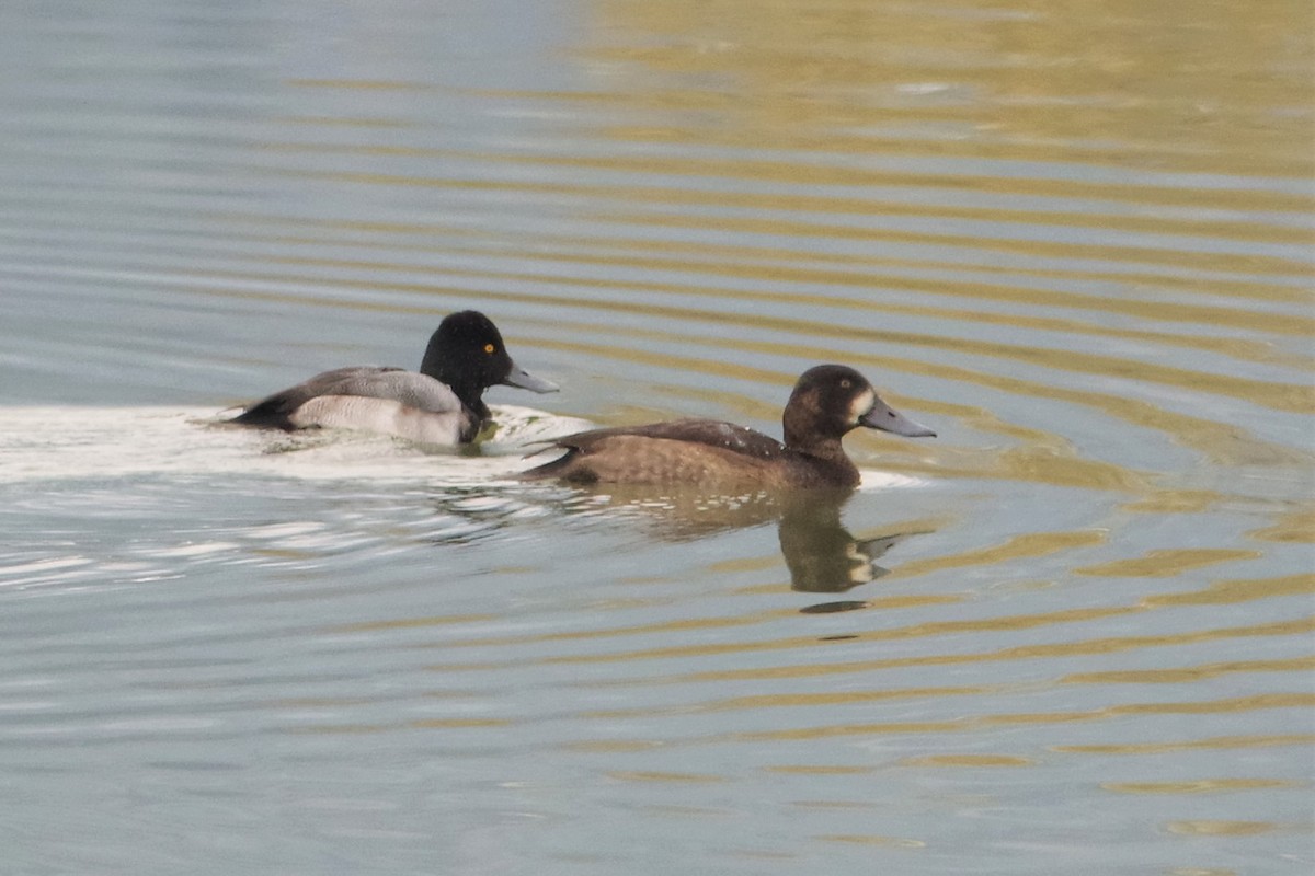 Greater Scaup - ML274832261
