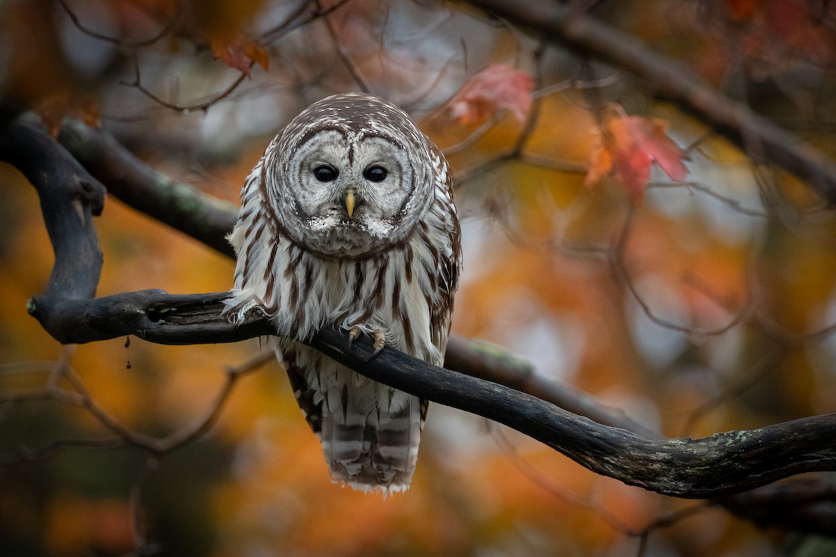 Barred Owl - Paul Jones