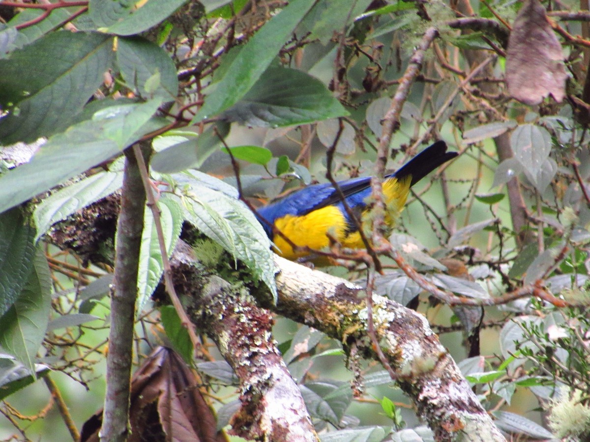 Hooded Mountain Tanager - ML274833541