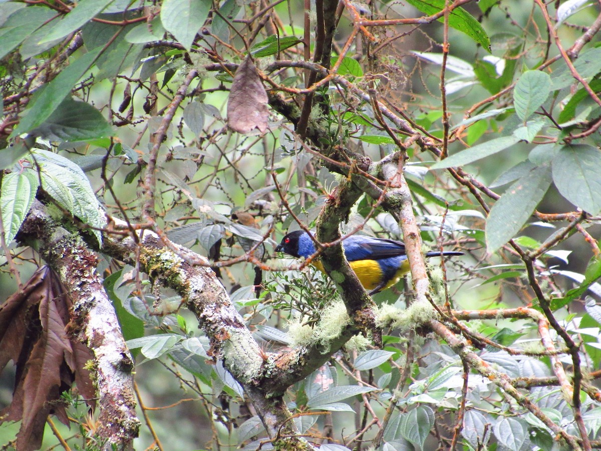 Hooded Mountain Tanager - ML274833551