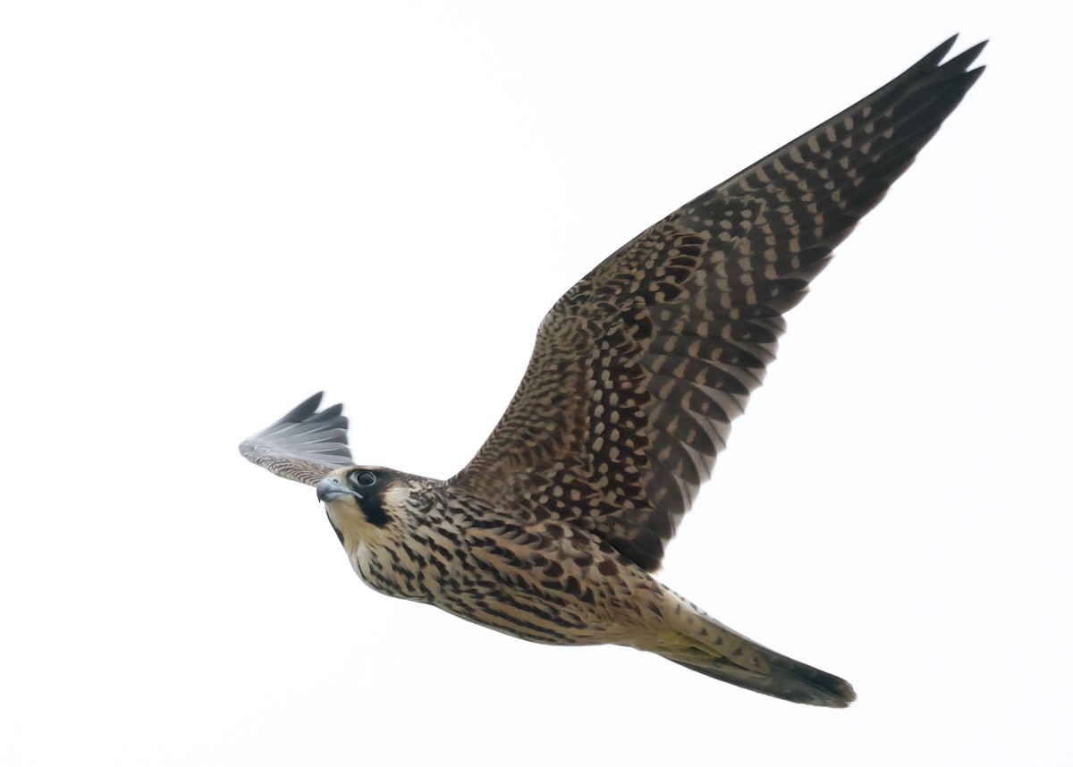 Peregrine Falcon (Tundra) - Tim Lenz