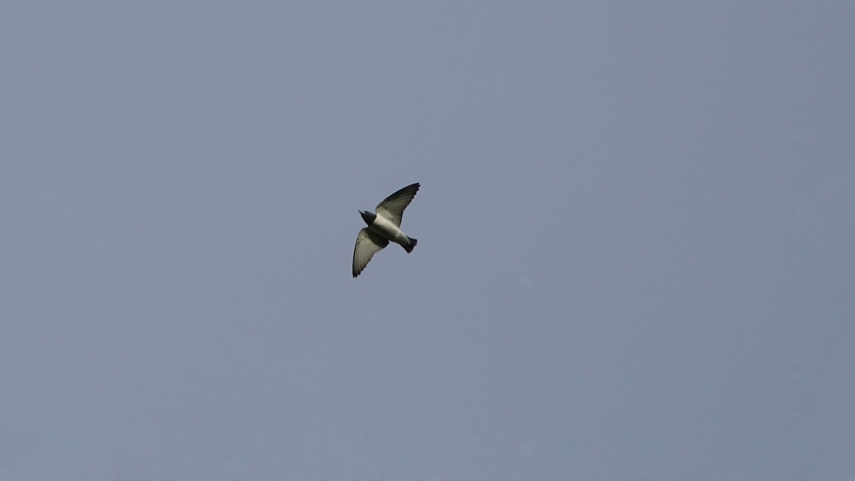 White-breasted Woodswallow - ML274841321