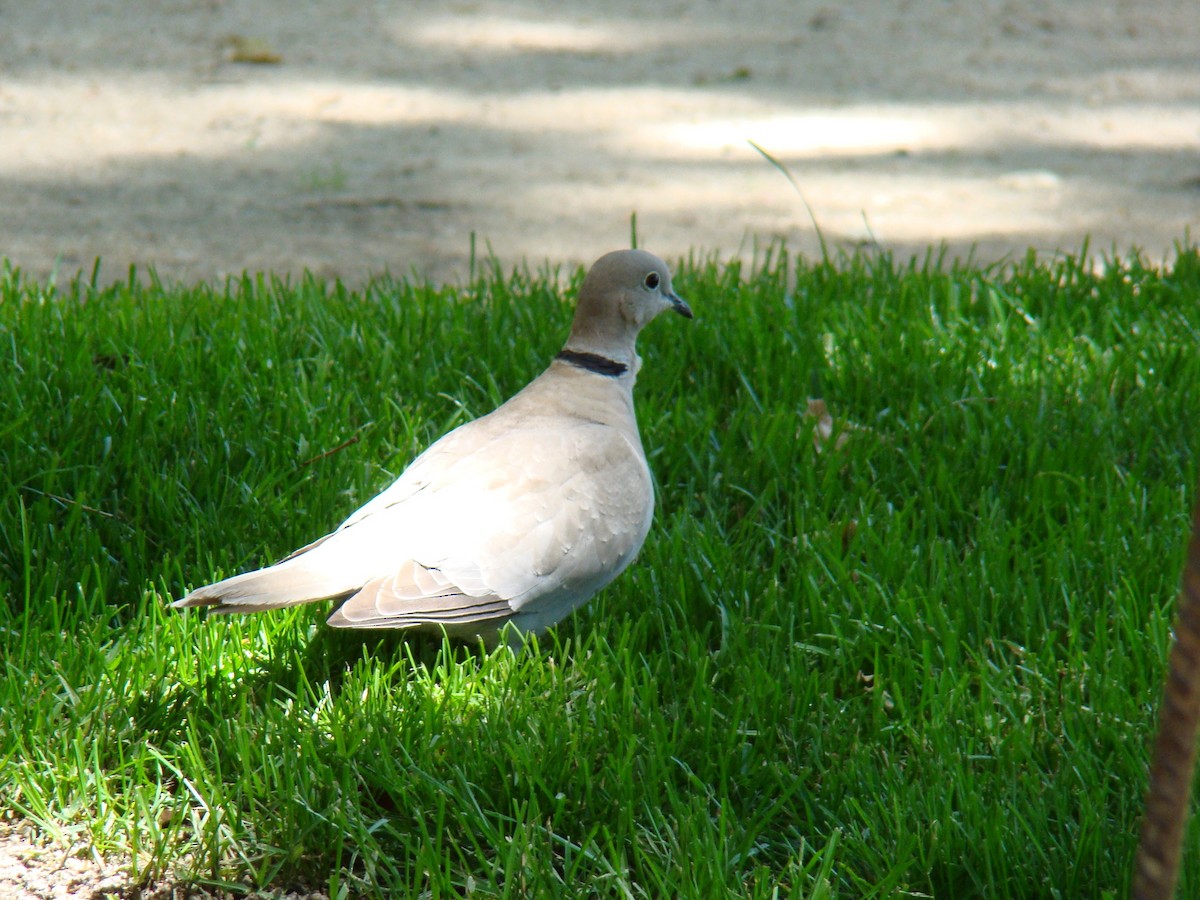 Eurasian Collared-Dove - Ari Rice