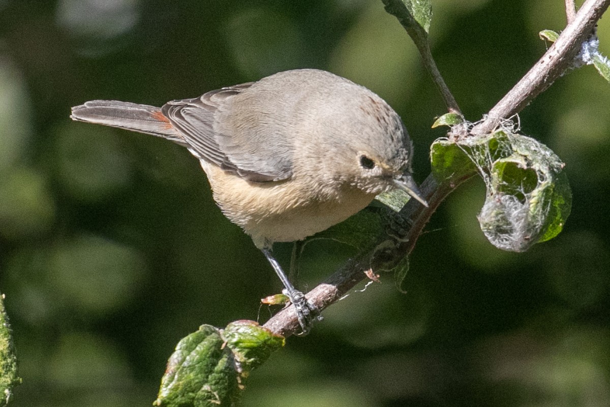 Lucy's Warbler - ML274843301