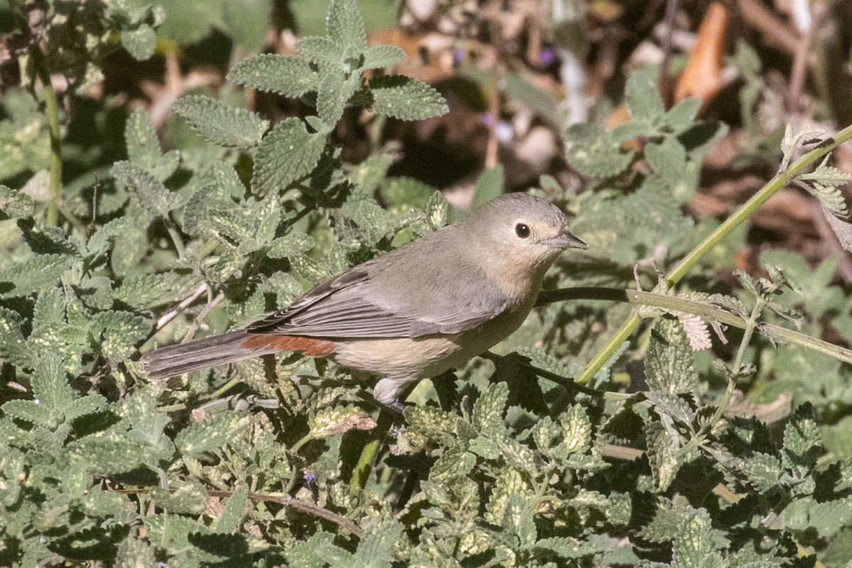 Lucy's Warbler - ML274843311