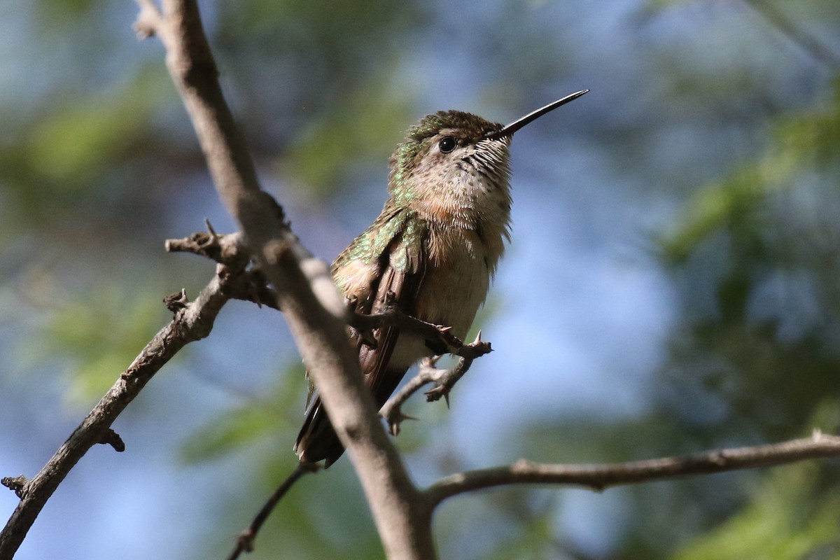 Calliope Hummingbird - Dan Jones