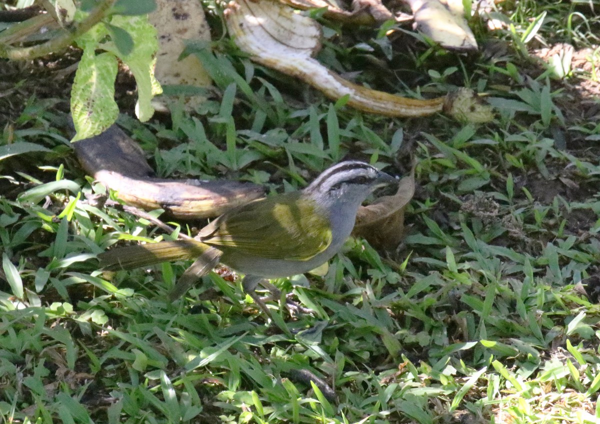Black-striped Sparrow - ML274847791