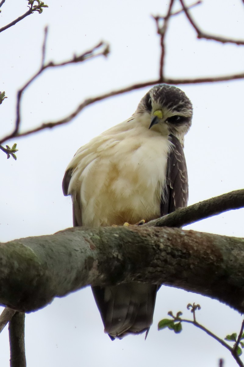Short-tailed Hawk - Rogger Valencia Monroy