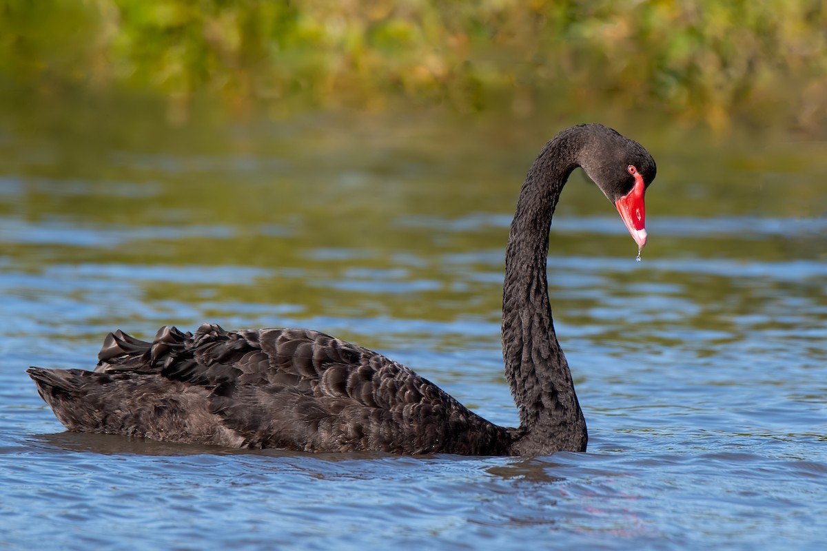 Black Swan - ML274853021