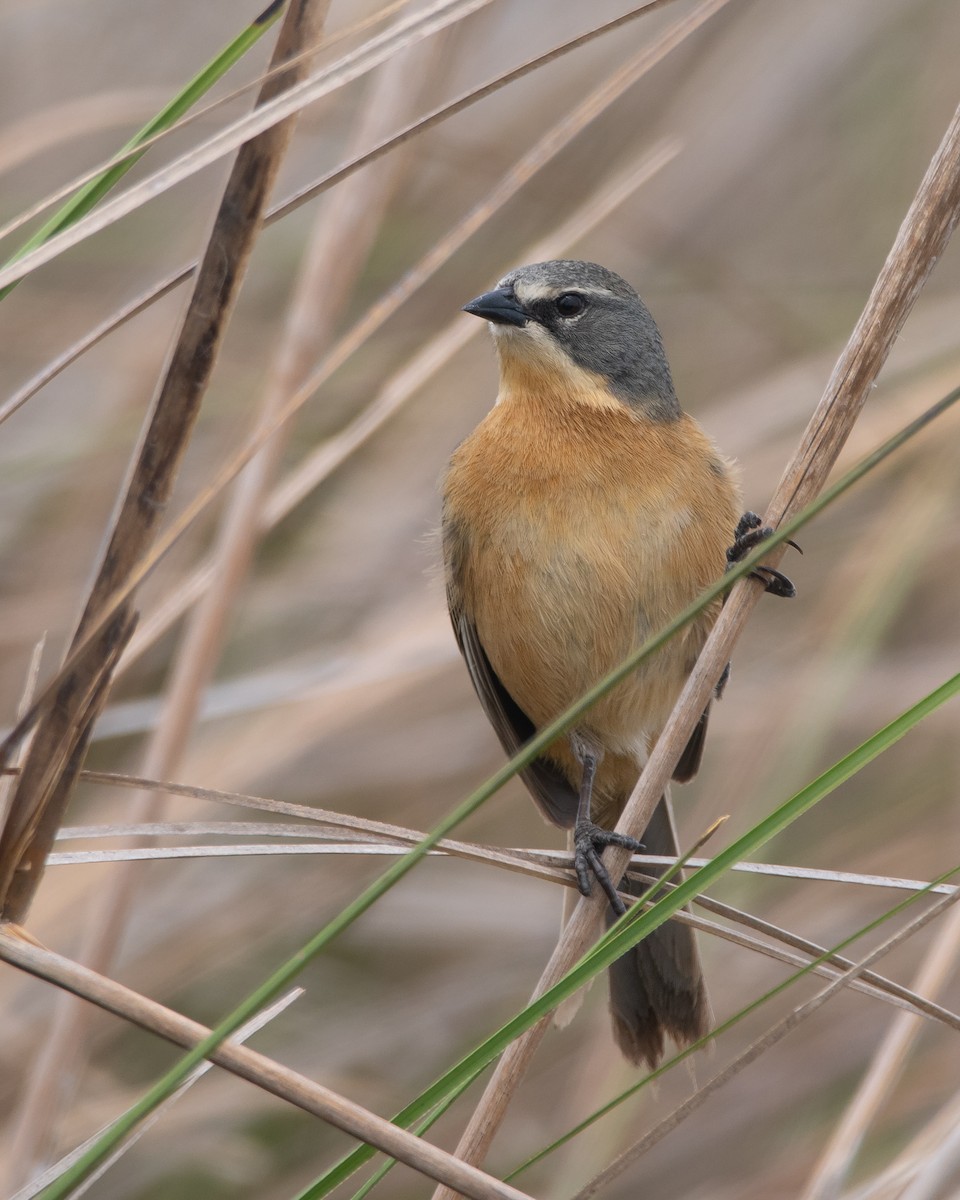 Long-tailed Reed Finch - ML274855201