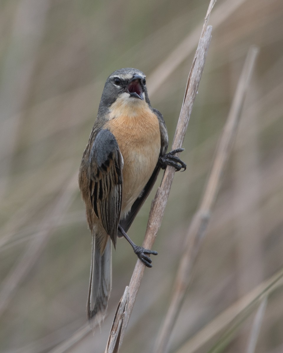 Long-tailed Reed Finch - ML274855211
