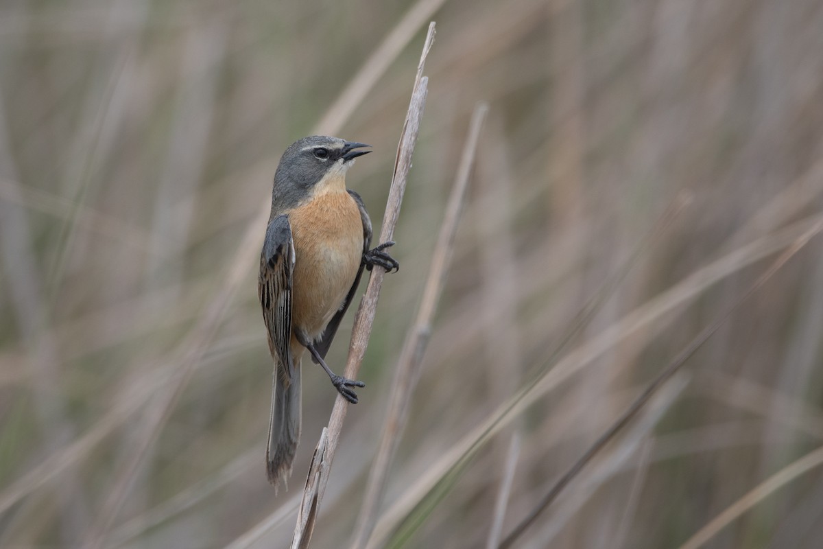 Long-tailed Reed Finch - ML274855331