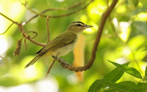 Vireo chivi