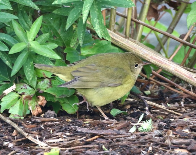 Formative female Connecticut Warbler - Connecticut Warbler - 