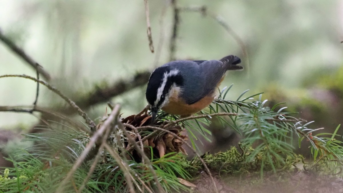 Red-breasted Nuthatch - ML274866301