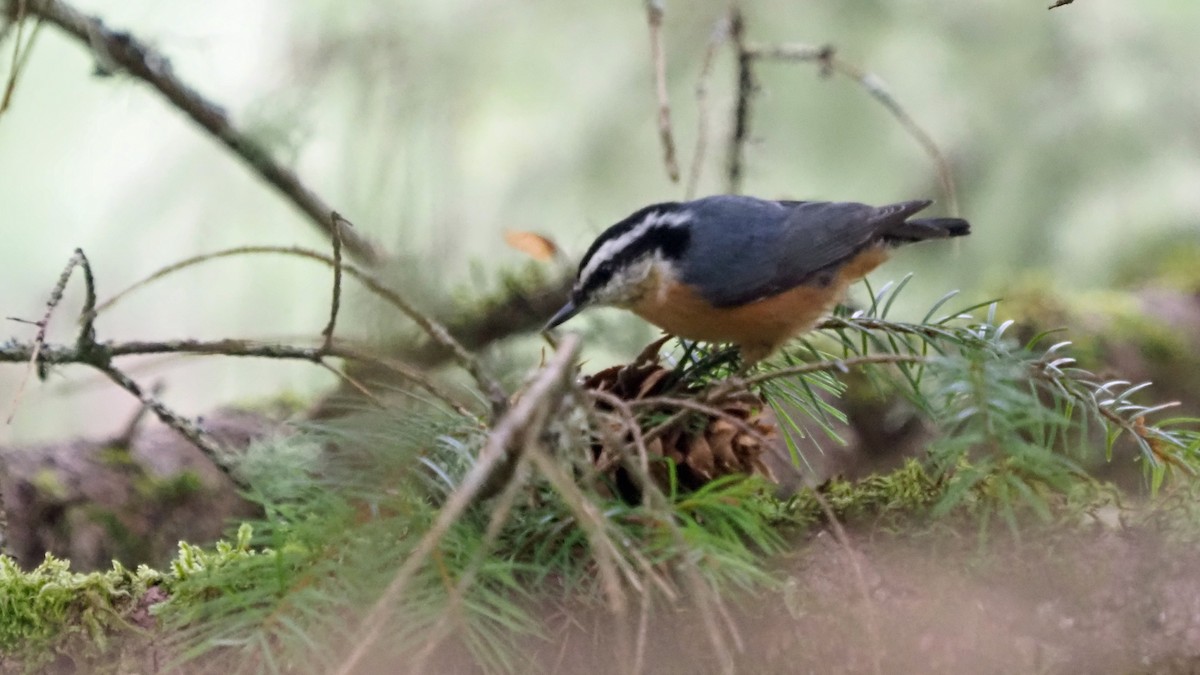 Red-breasted Nuthatch - ML274866341