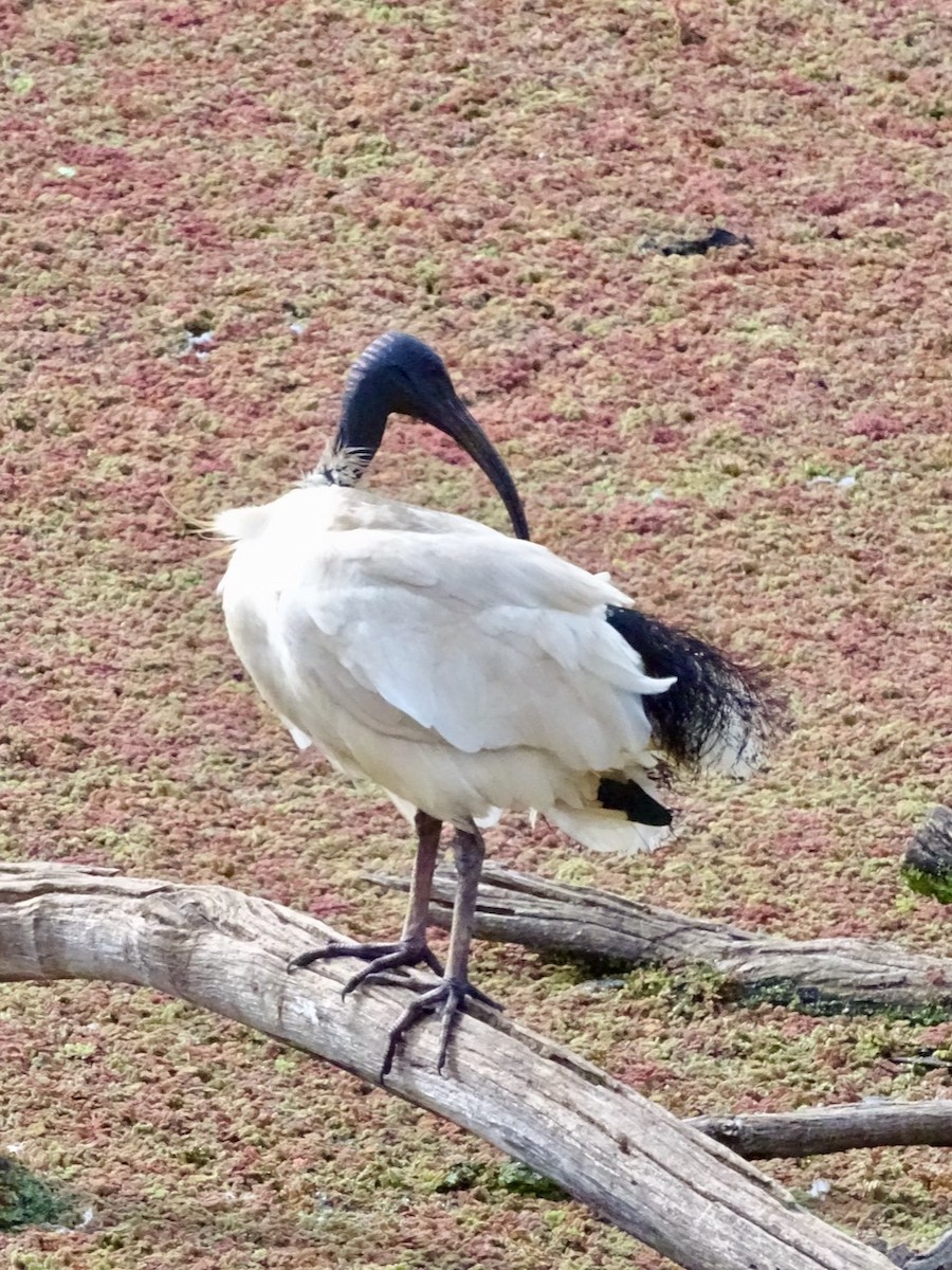ibis australský - ML274867231