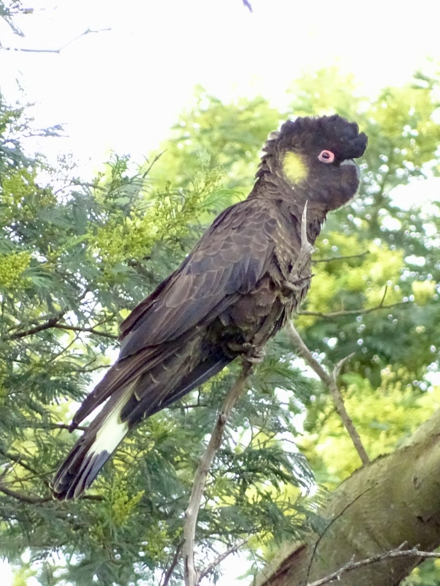 Yellow-tailed Black-Cockatoo - ML274867351