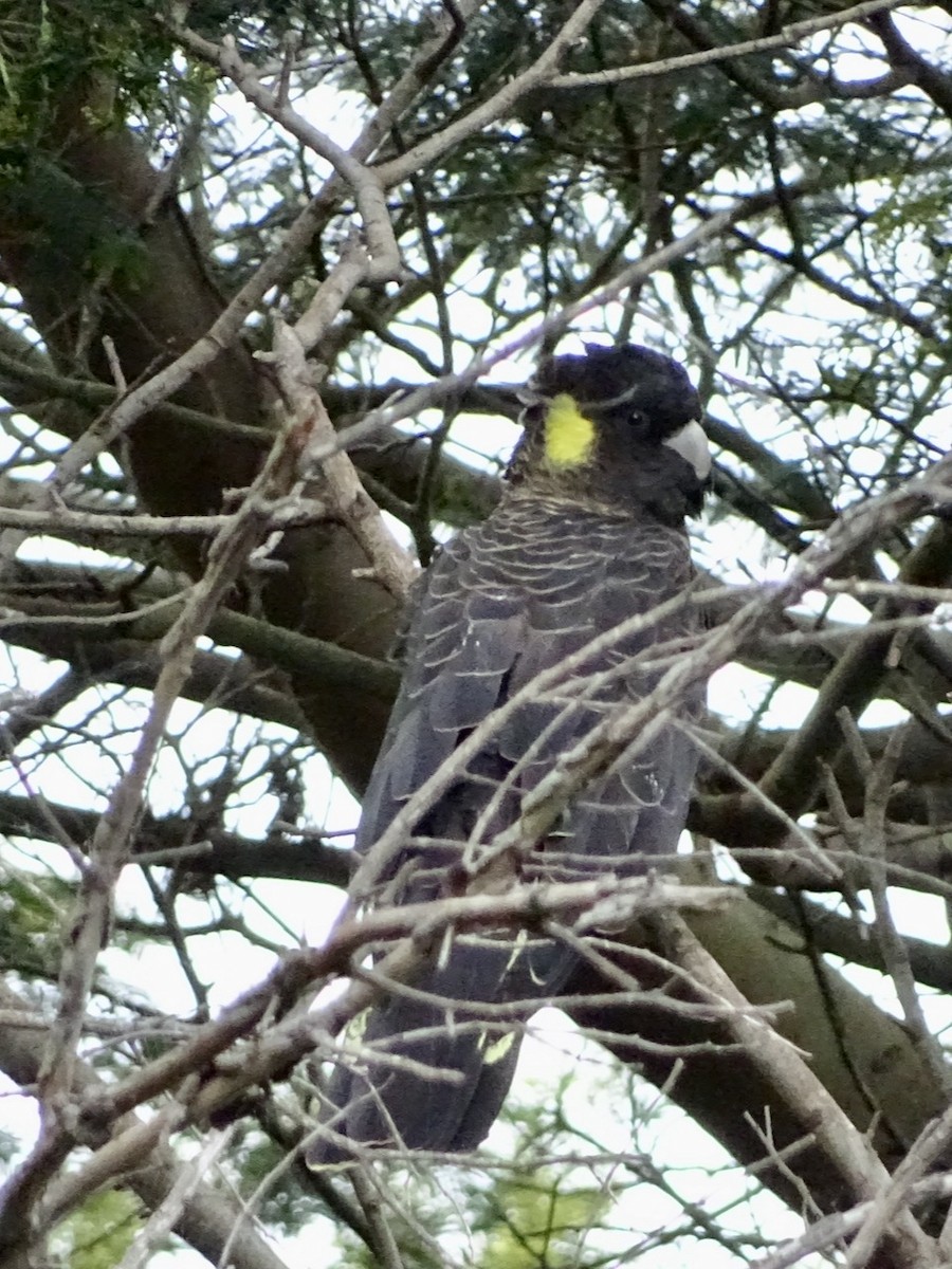 Yellow-tailed Black-Cockatoo - ML274867361