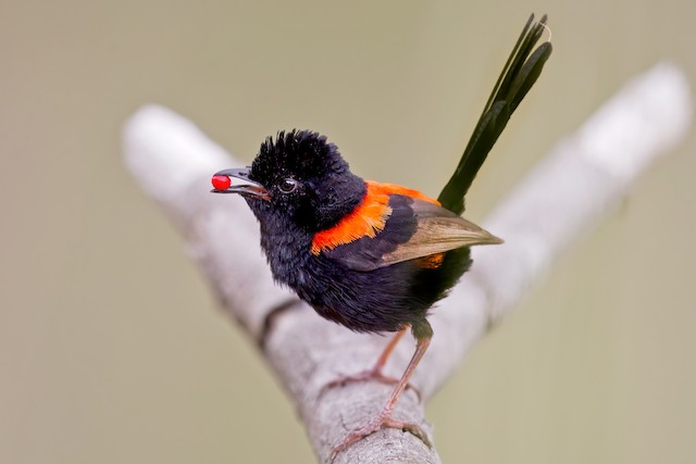 Male performing apparent "petal display." - Red-backed Fairywren - 