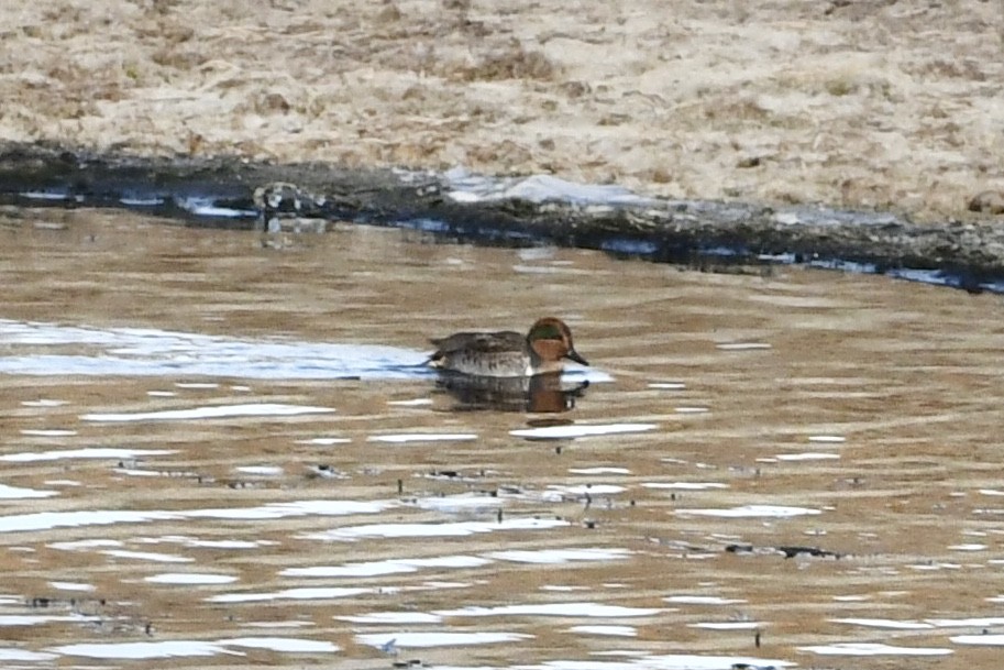 Green-winged Teal - ML274870501