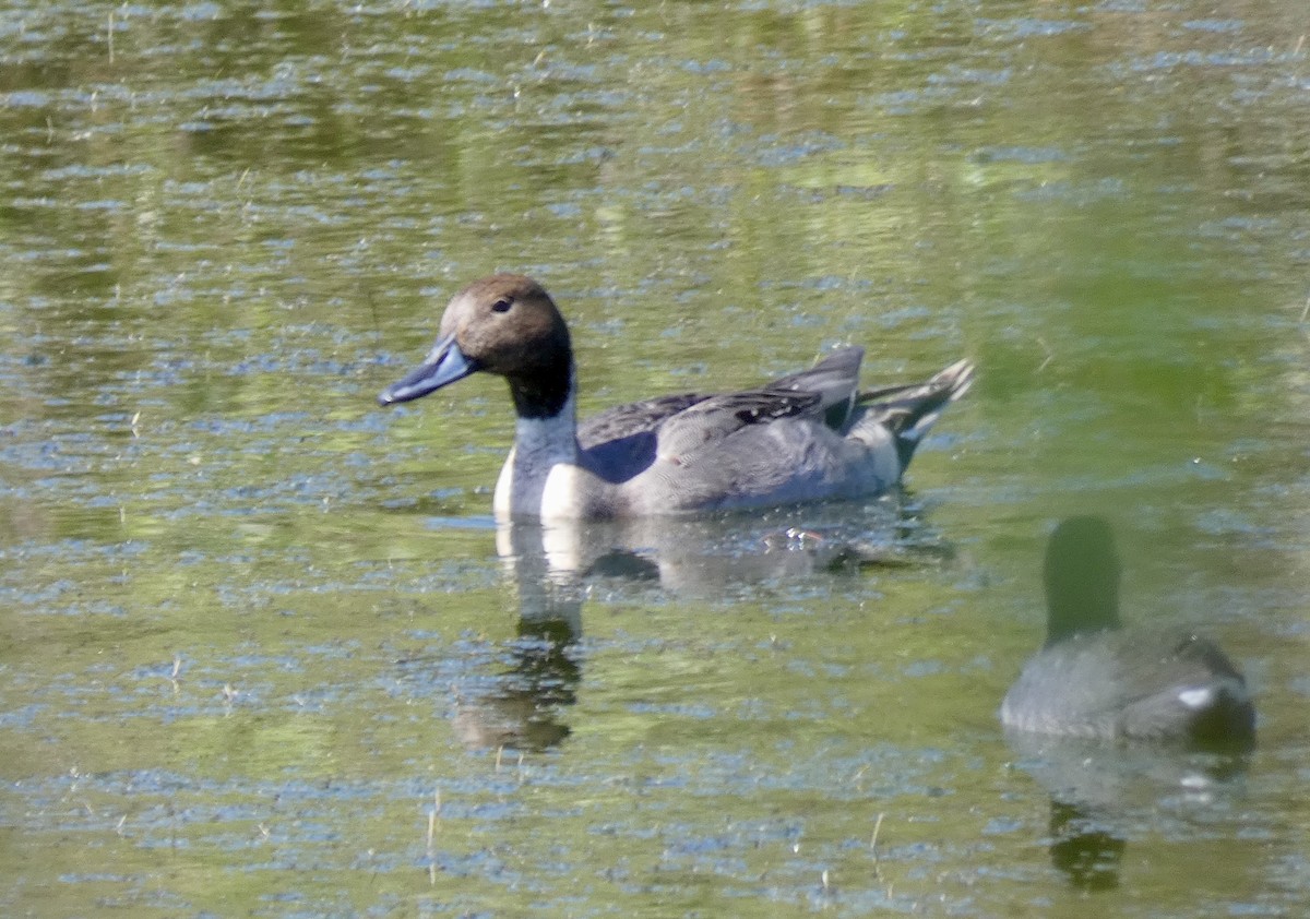 Northern Pintail - Mary Jane Gagnier