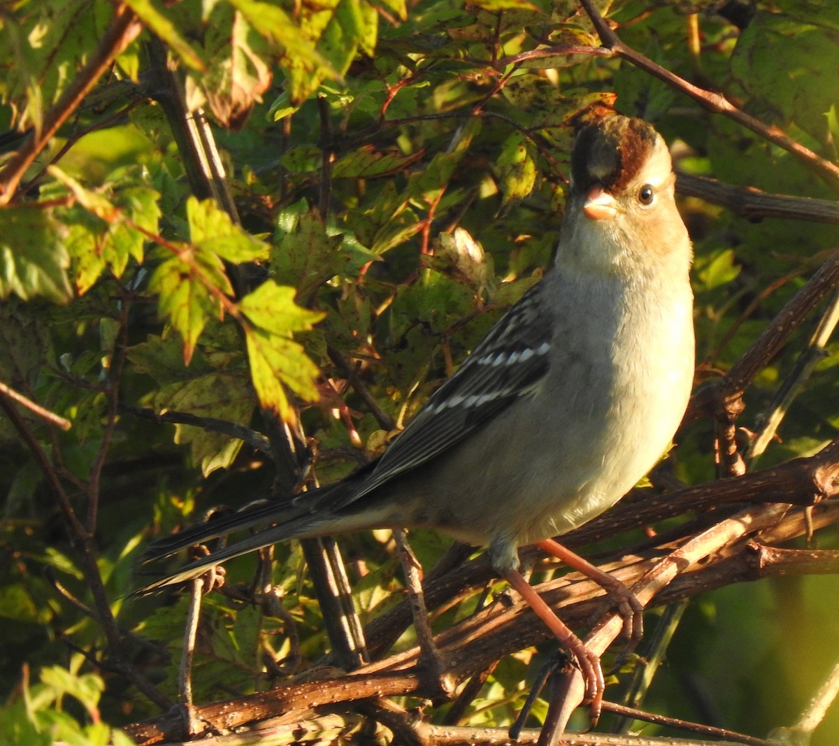 White-crowned Sparrow - Daniel Lane