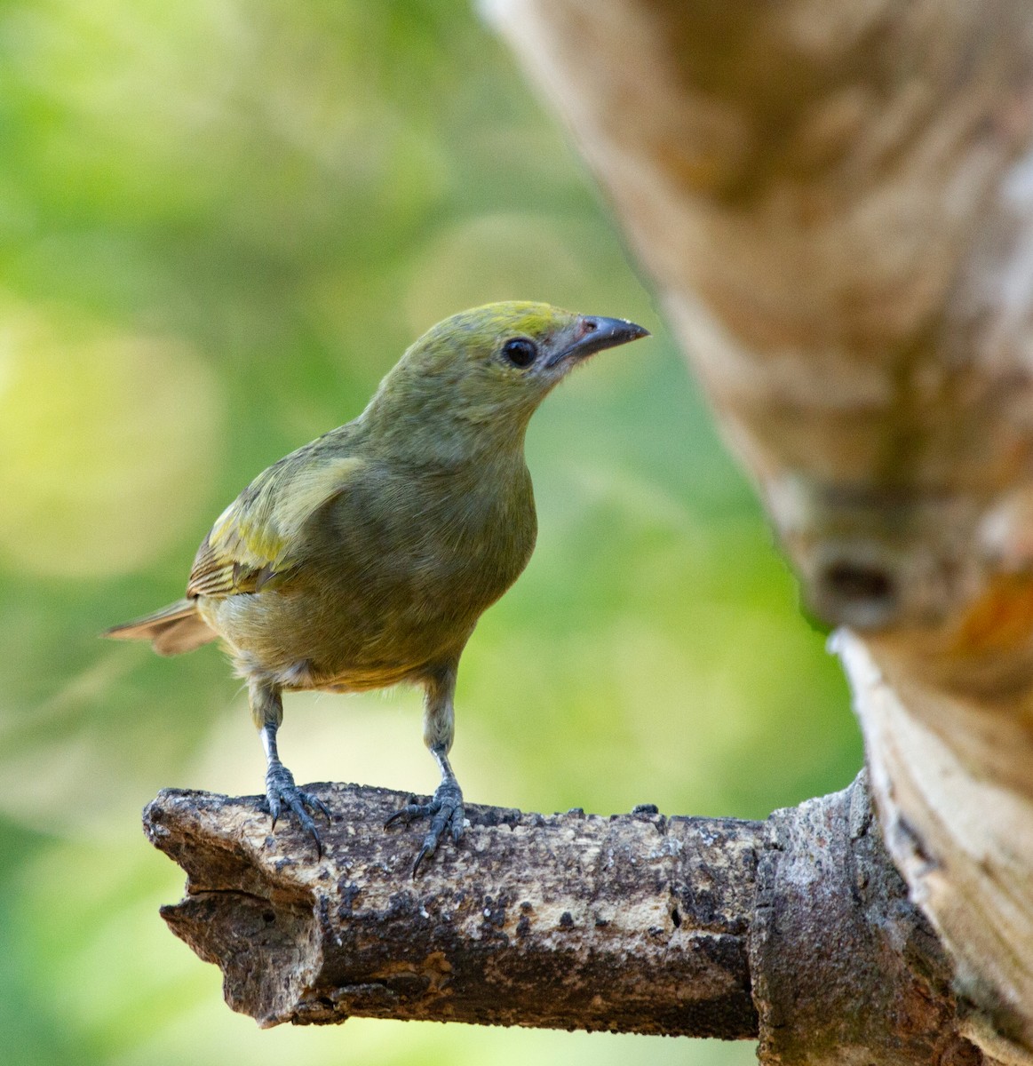 Palm Tanager - ML274875131