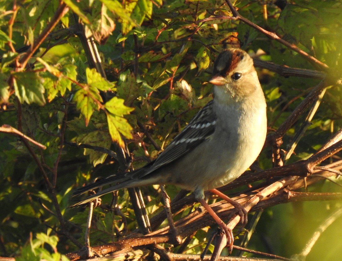 White-crowned Sparrow - ML274875341