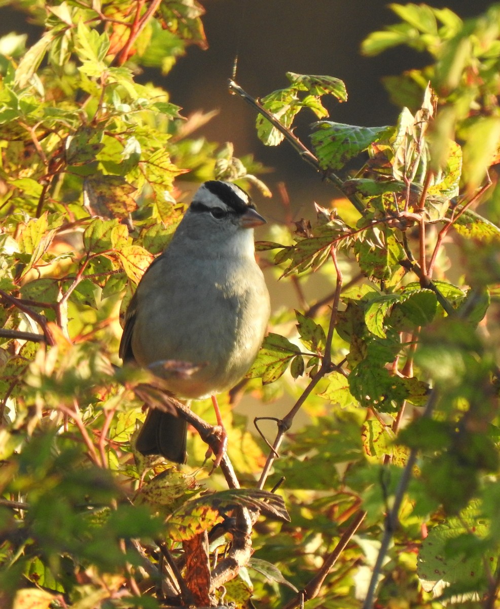White-crowned Sparrow - ML274875511