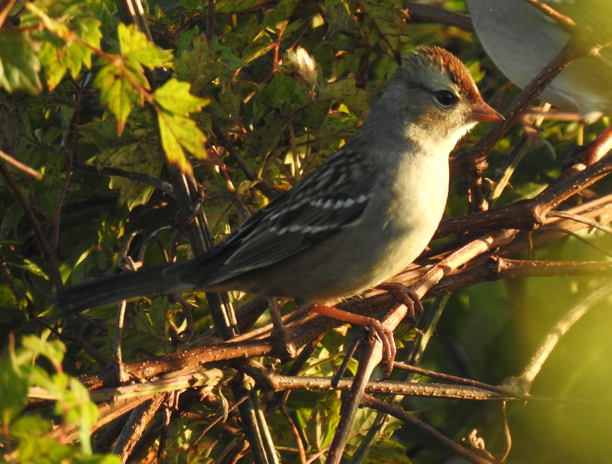 White-crowned Sparrow - ML274875541