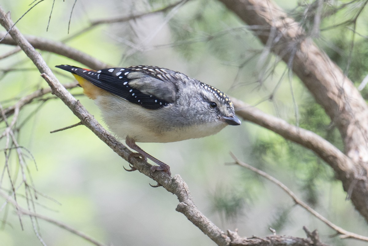 Spotted Pardalote - ML274883751