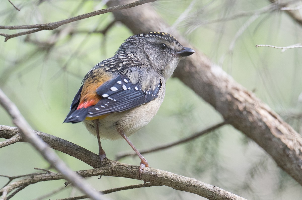 Spotted Pardalote - ML274883801