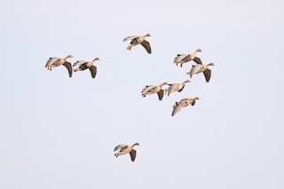 Greater White-fronted Goose, ML274897131
