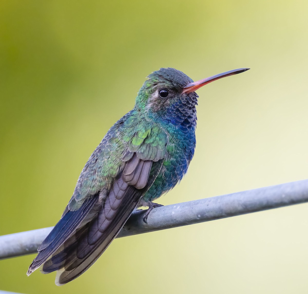 Broad-billed Hummingbird - Roger Uzun